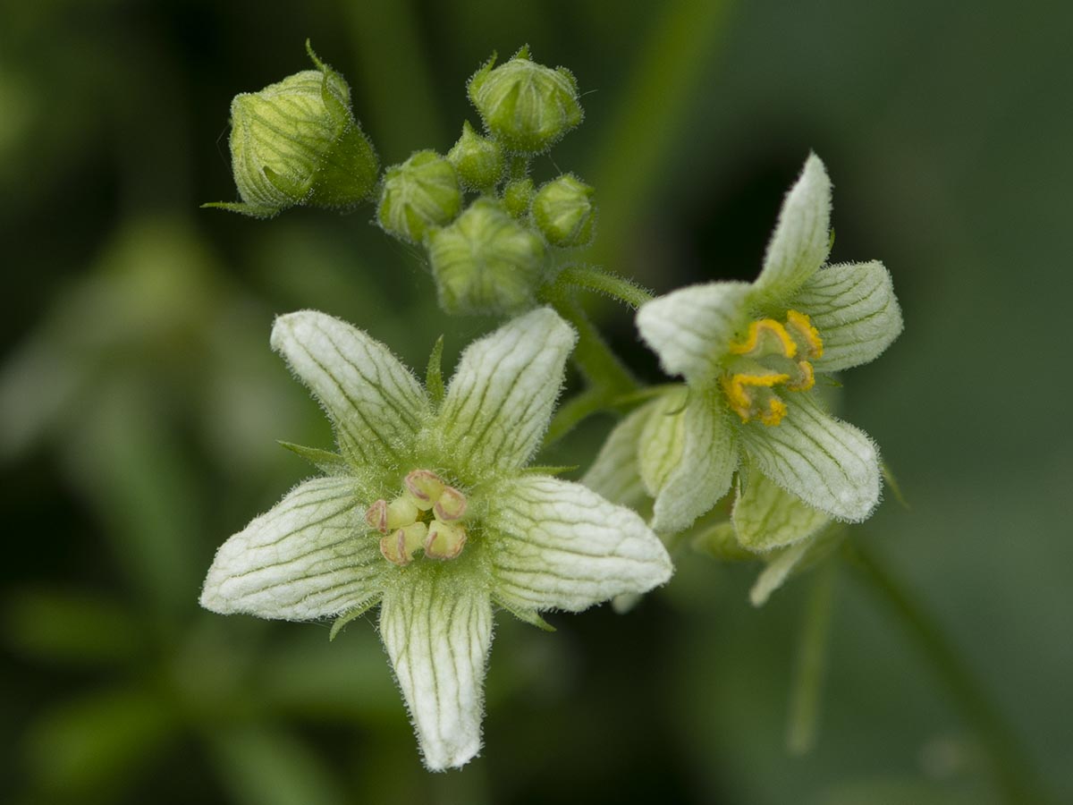 Blüten nah